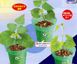 1503　植物の発芽と成長B